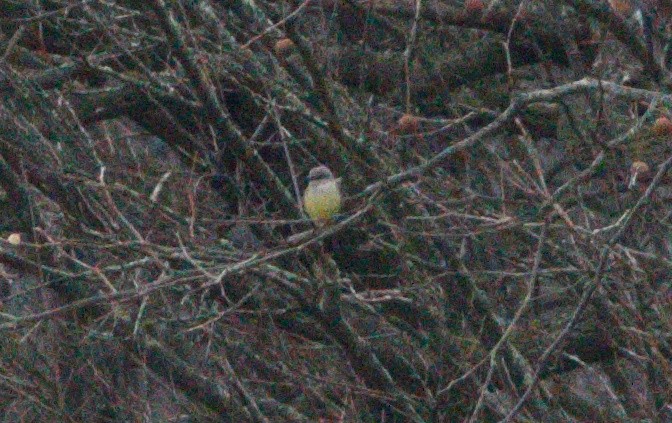 Western Kingbird - Kiehl Smith