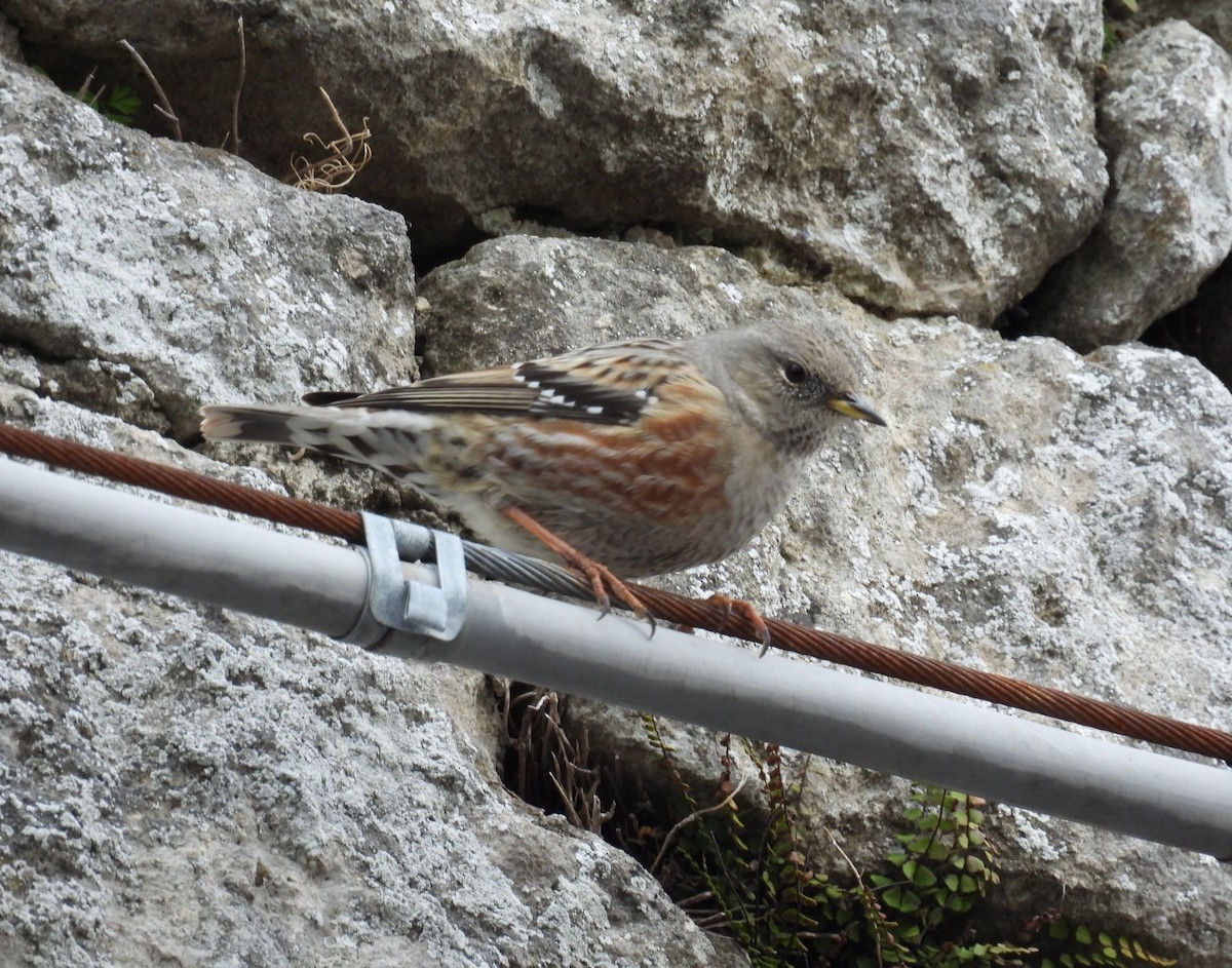 Alpine Accentor - ML613214346