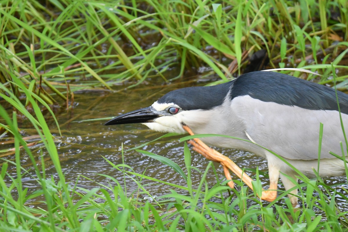 Black-crowned Night Heron - ML613214379