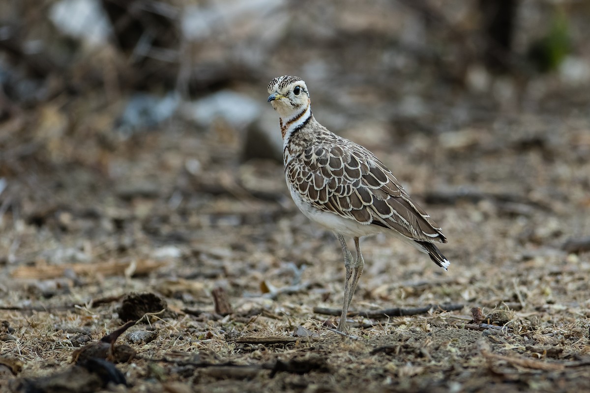 Three-banded Courser - Yves Gisseleire