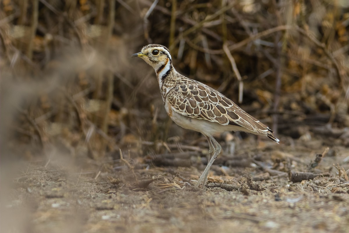 Three-banded Courser - Yves Gisseleire