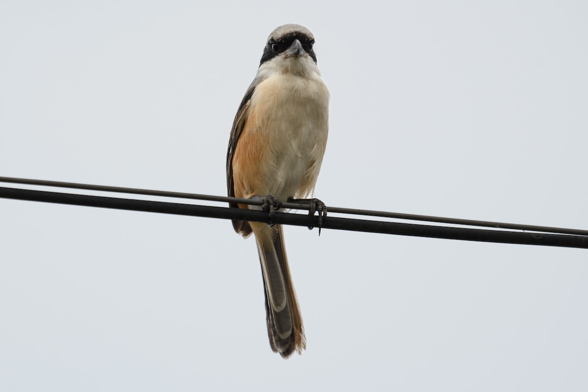 Long-tailed Shrike - H Nambiar