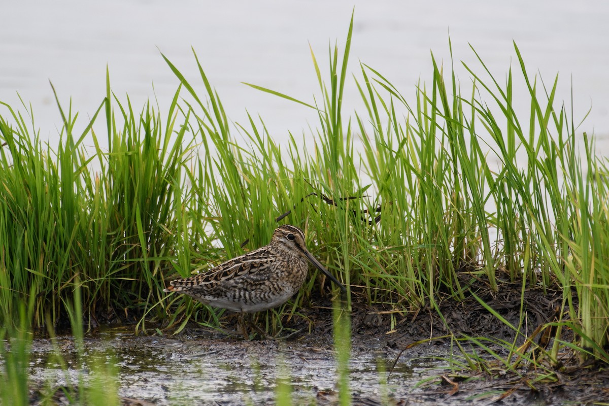 Pin-tailed Snipe - H Nambiar