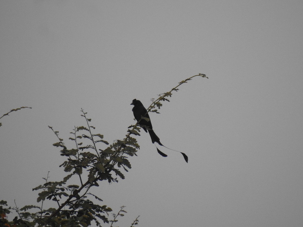 Greater Racket-tailed Drongo - ML613214548