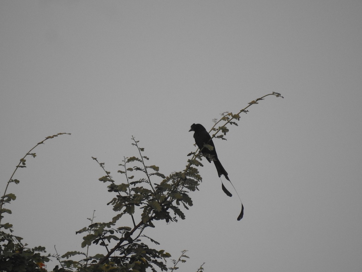 Greater Racket-tailed Drongo - ML613214549