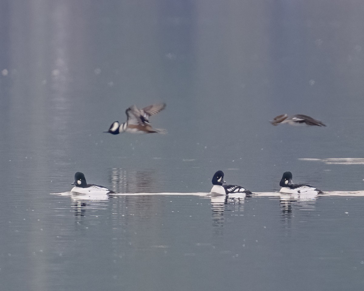 Barrow's Goldeneye - ML613214555