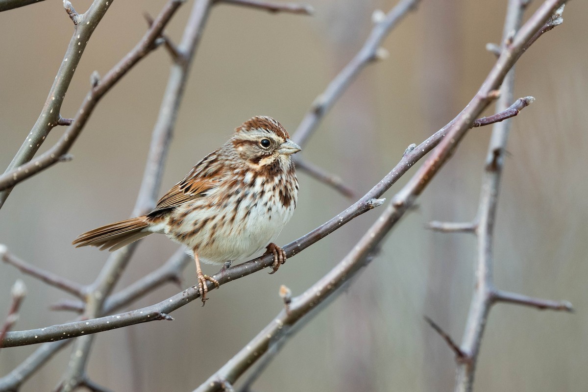 Song Sparrow - ML613214581