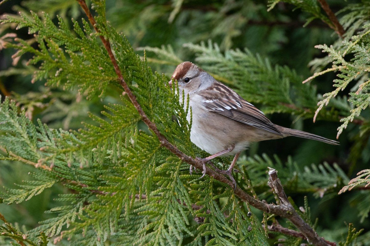 Bruant à couronne blanche (leucophrys/oriantha) - ML613214586