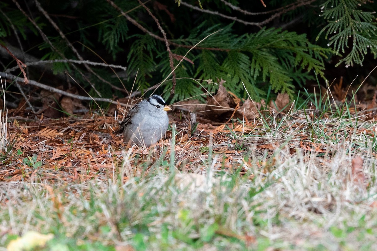 strnadec bělopásý (ssp. gambelii) - ML613214588