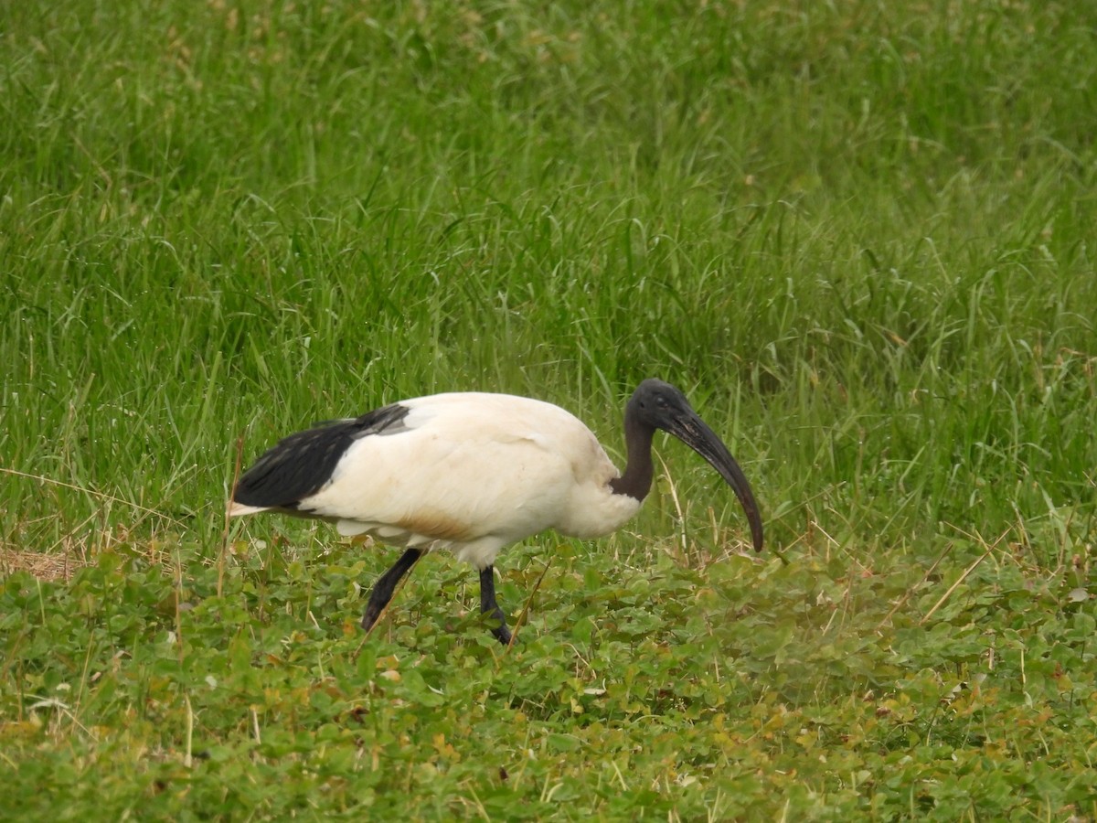 African Sacred Ibis - Jorge Ellis