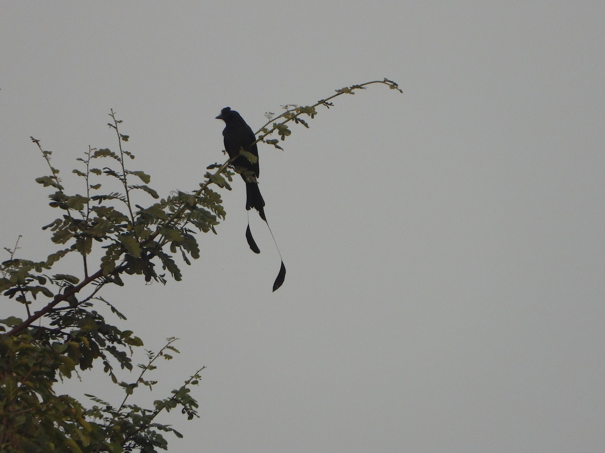 Greater Racket-tailed Drongo - ML613214598