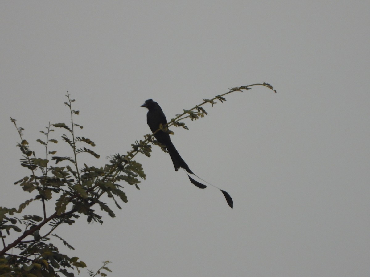 Greater Racket-tailed Drongo - ML613214600