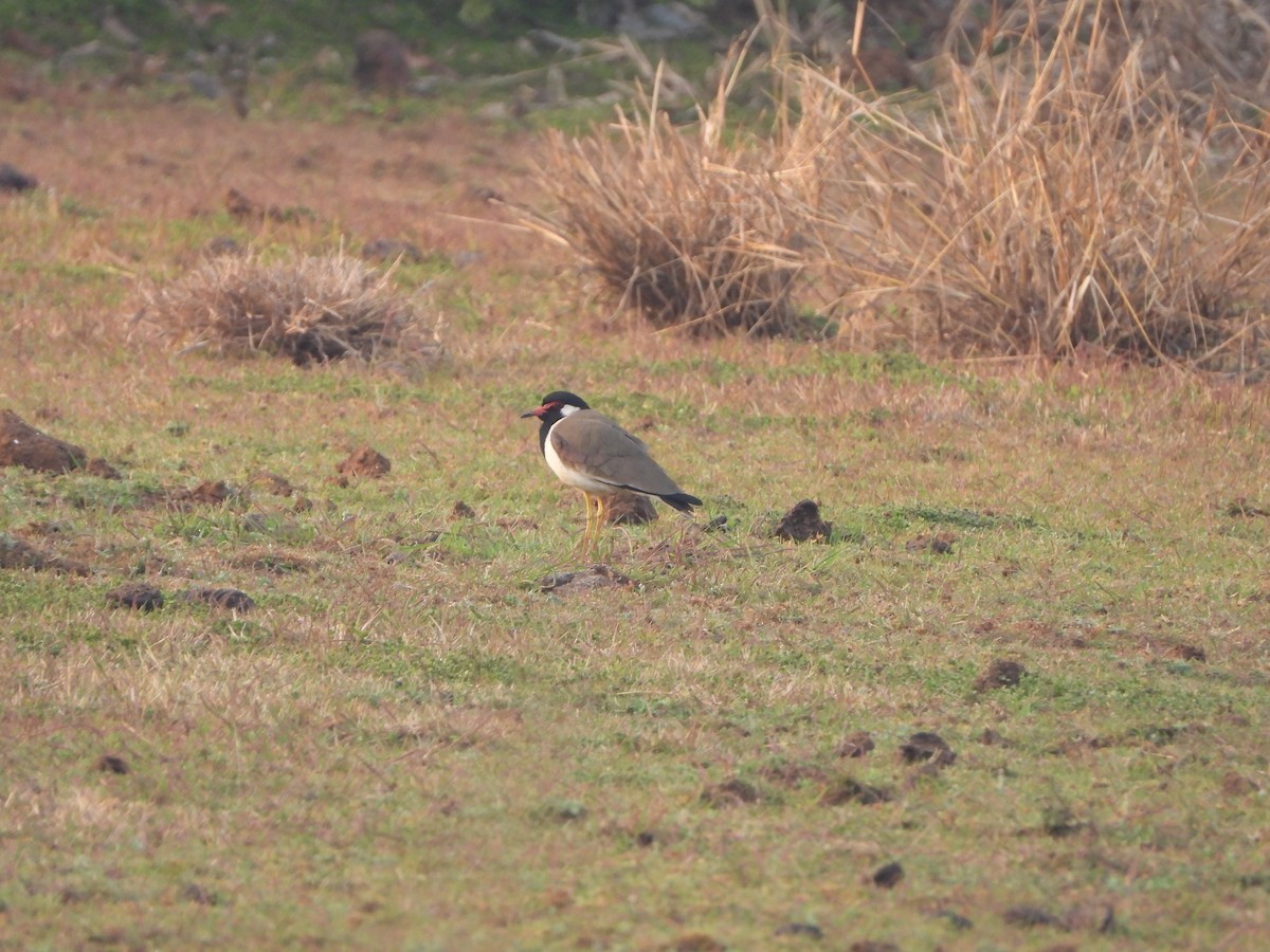 Red-wattled Lapwing - Sarvesh Abhyankar