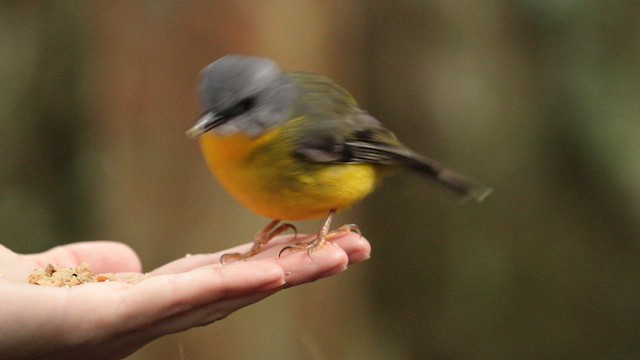 Eastern Yellow Robin - ML613214676