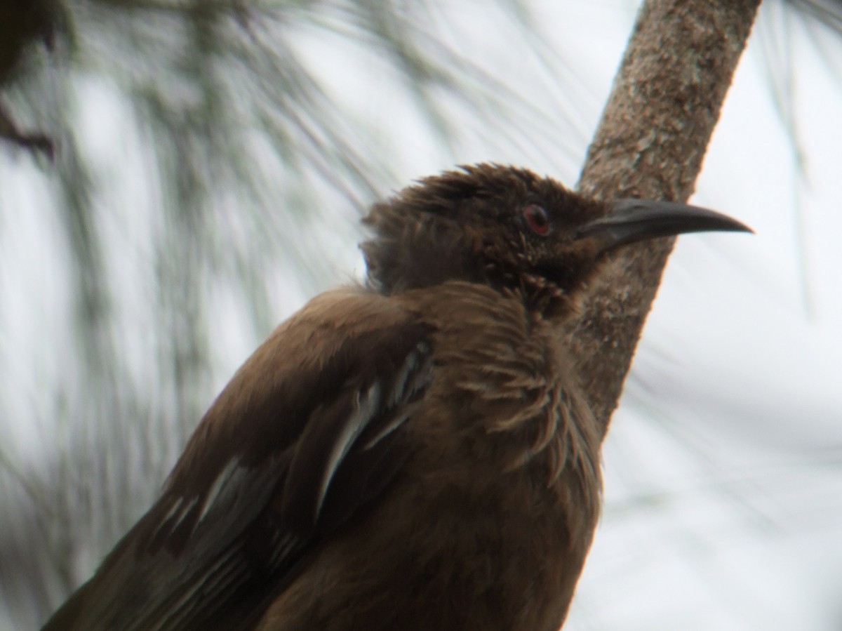 New Caledonian Friarbird - Richard Hall