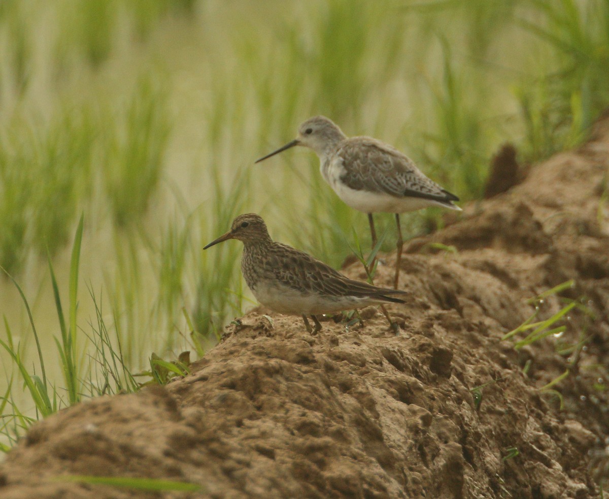 アメリカウズラシギ - ML613214712