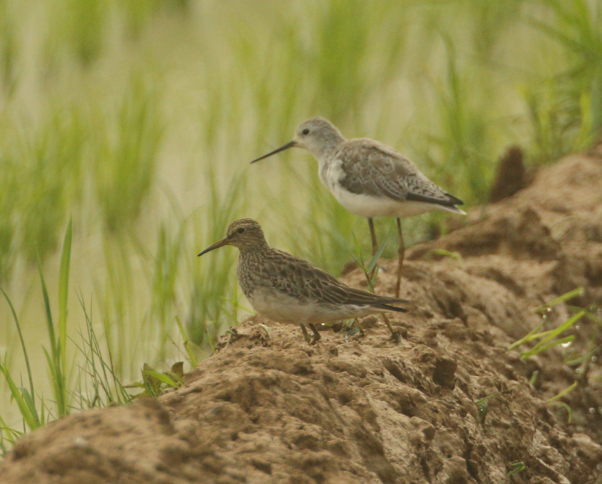 アメリカウズラシギ - ML613214714