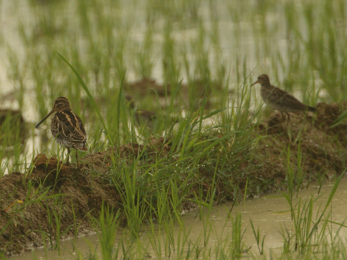 Graubrust-Strandläufer - ML613214729