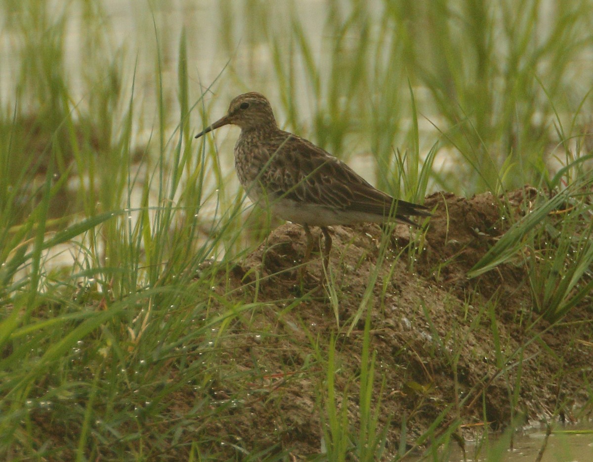 Graubrust-Strandläufer - ML613214736