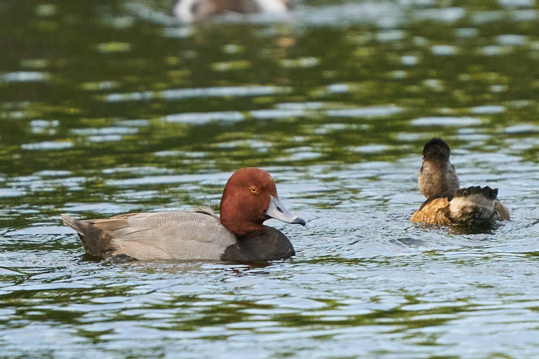 Fuligule à tête rouge - ML613214839