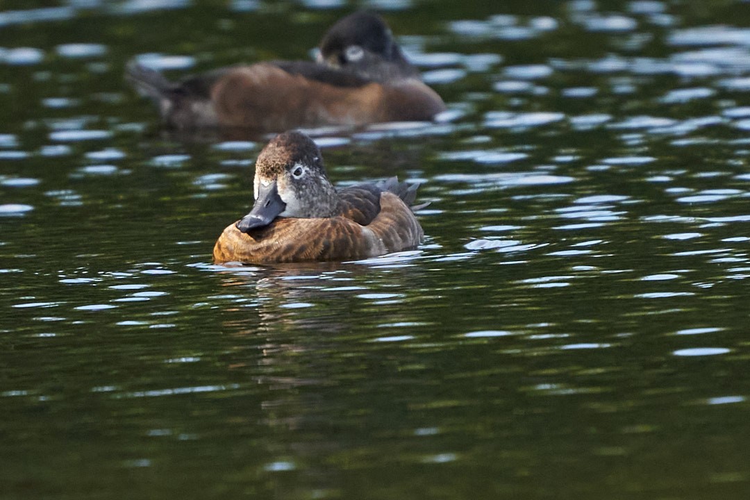 Ring-necked Duck - ML613214848