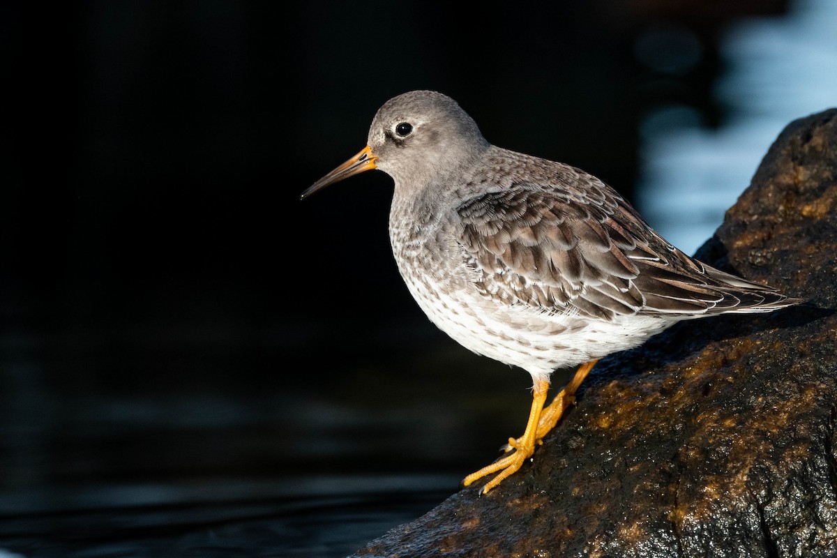 Purple Sandpiper - ML613214864