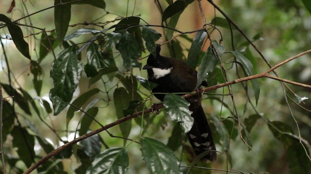 Eastern Whipbird - ML613214904