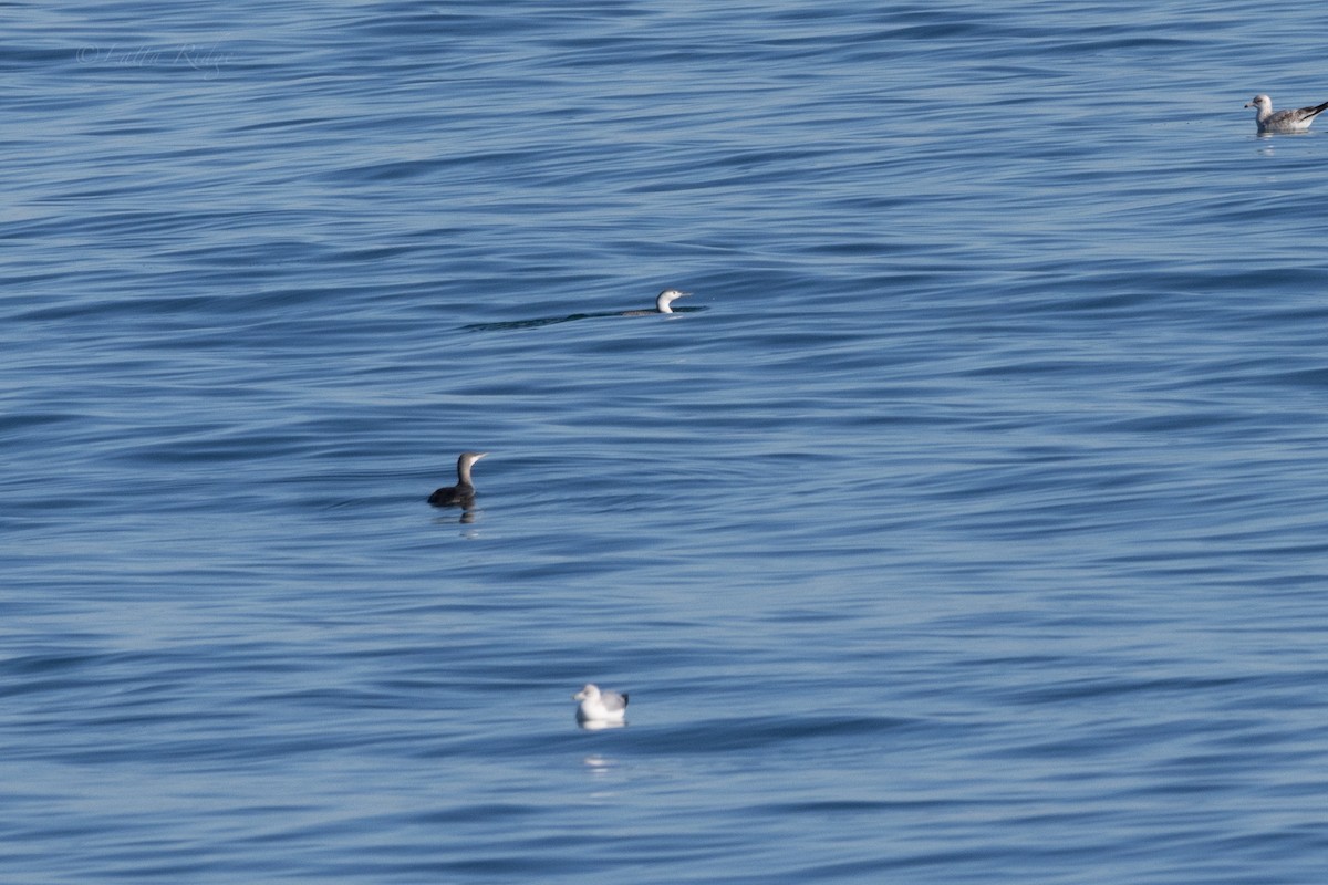 Sterntaucher - ML613214990