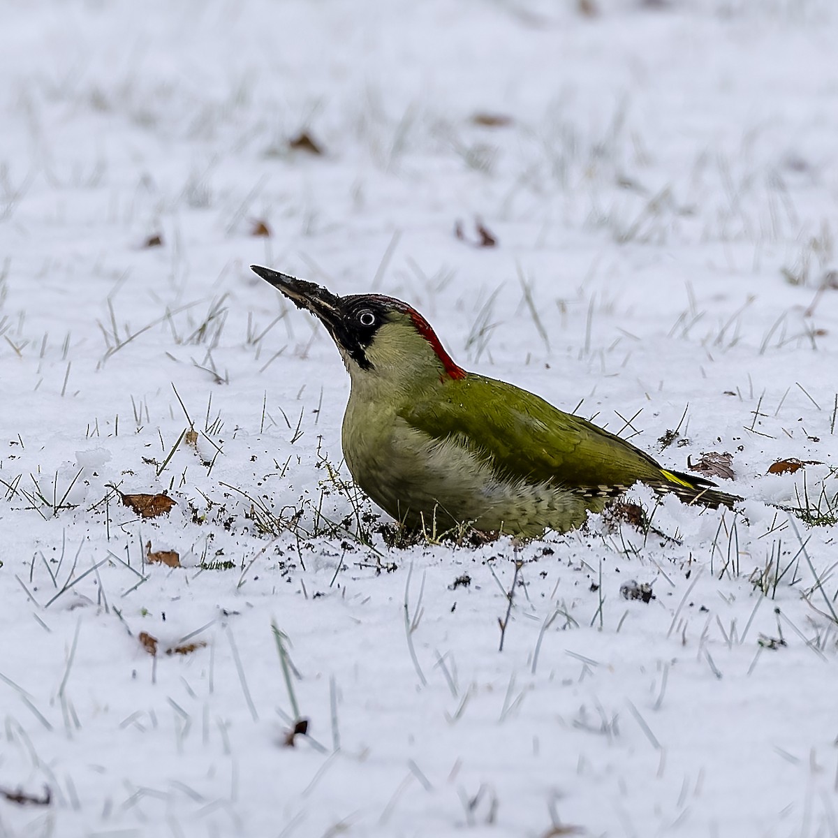 Eurasian Green Woodpecker - ML613215068