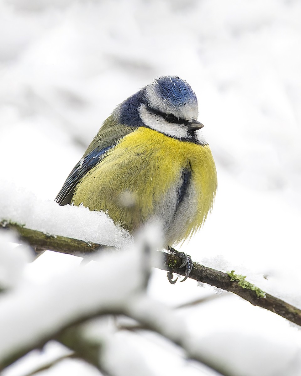Eurasian Blue Tit - ML613215090