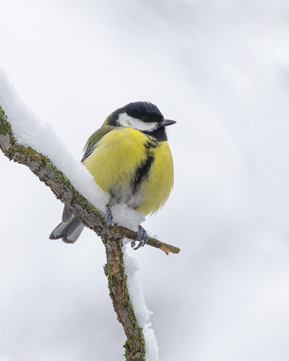 Great Tit - ML613215094
