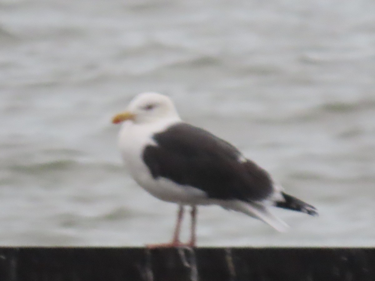 svartbak - ML613215143