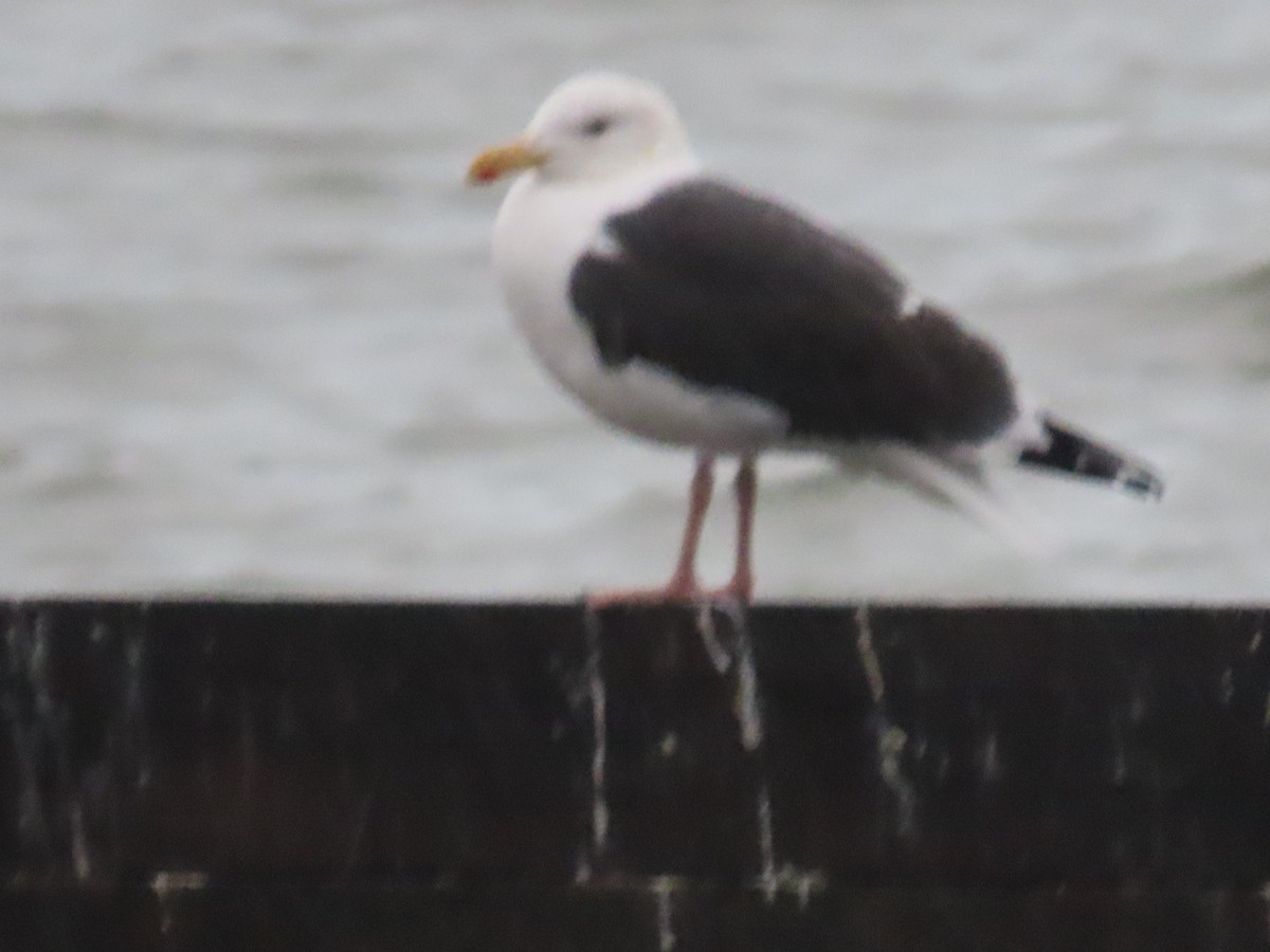 Great Black-backed Gull - ML613215144