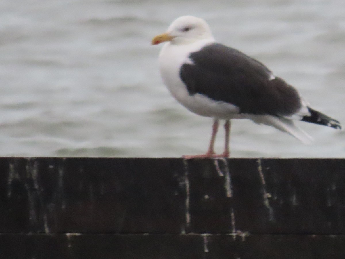 Great Black-backed Gull - ML613215145