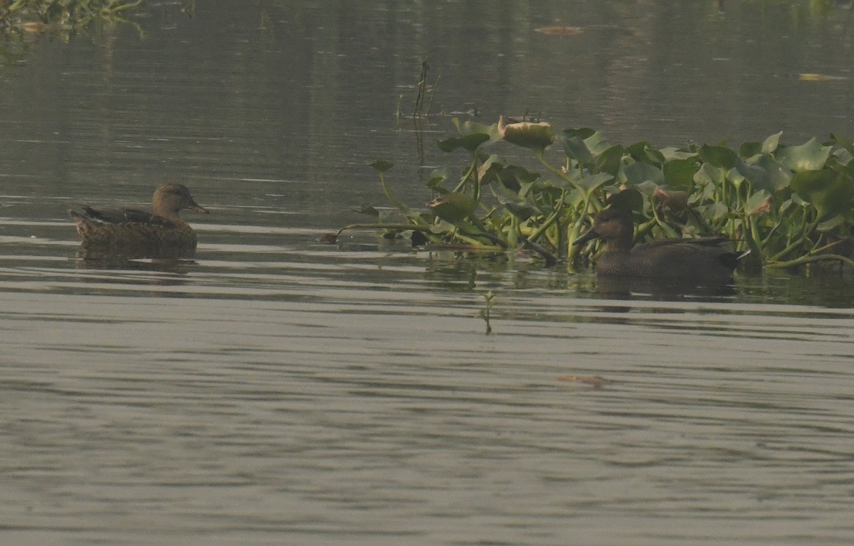 Gadwall - ML613215178