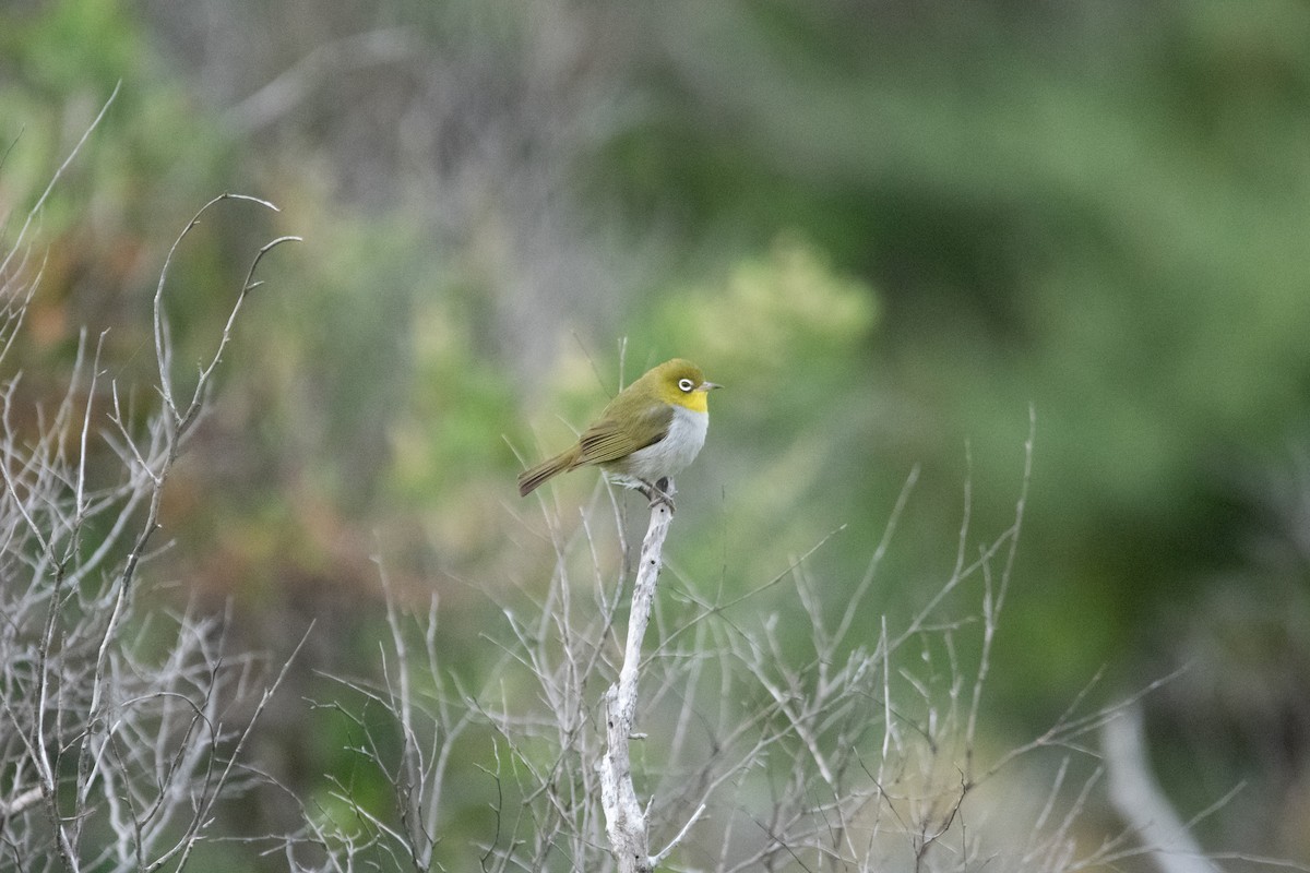 Silvereye - ML613215240