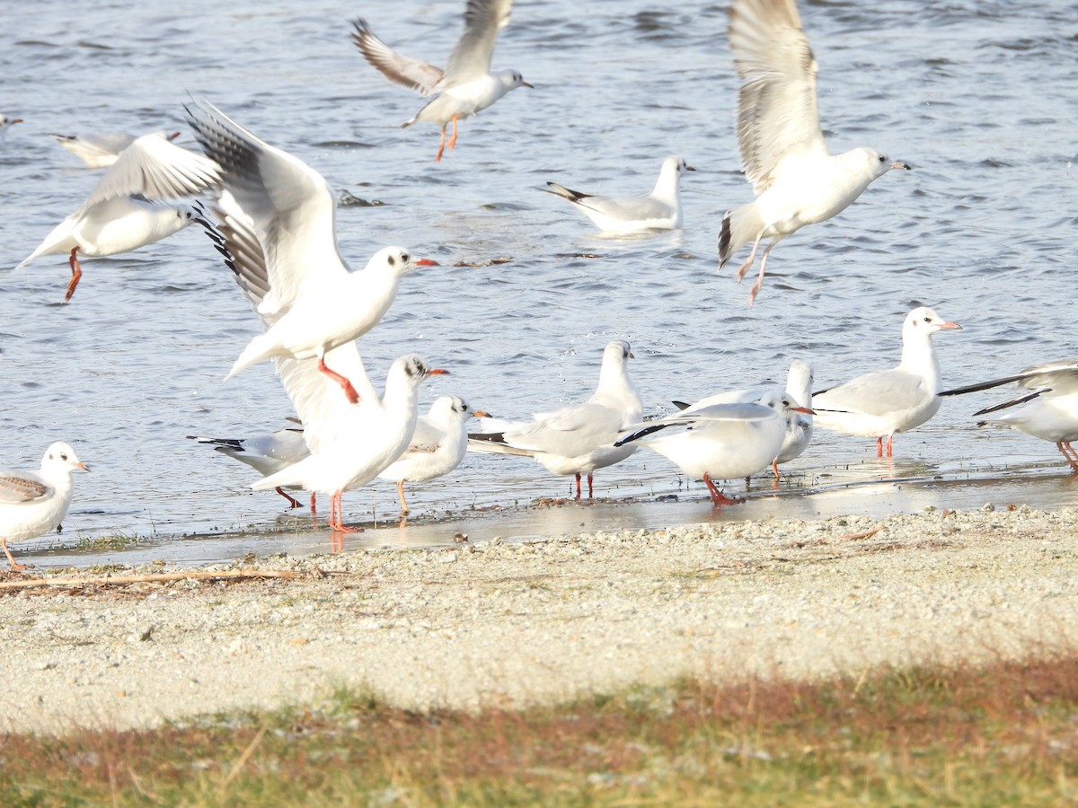 Black-headed Gull - Sławomir Karpicki