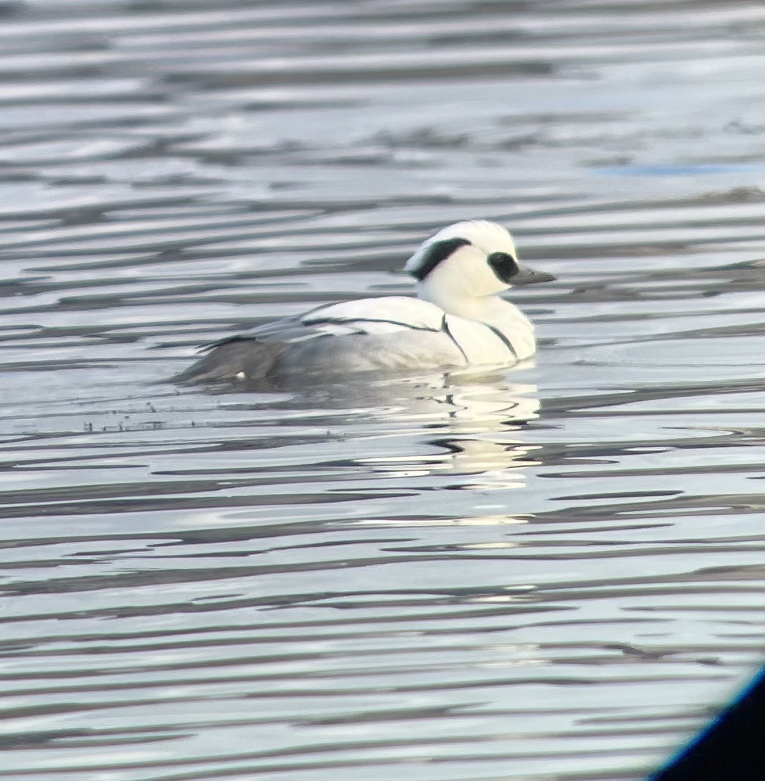 Smew - ML613215271