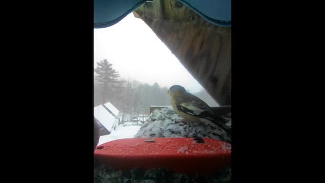 Evening Grosbeak - ML613215277