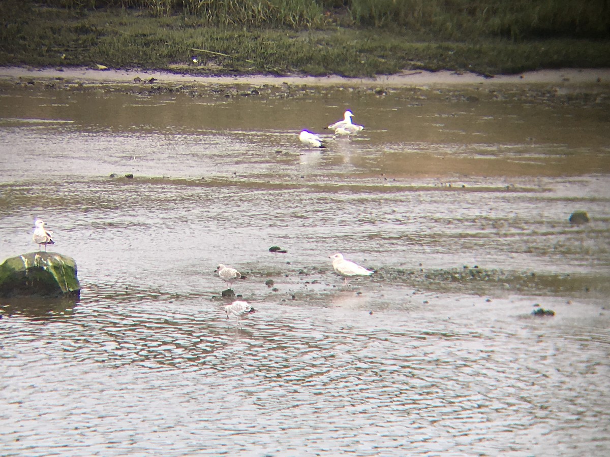 Glaucous Gull - ML613215415