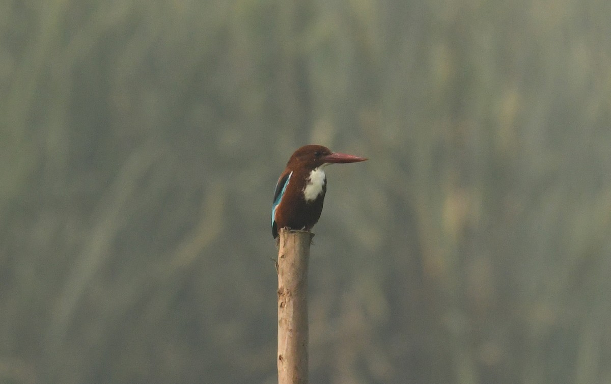 White-throated Kingfisher - ML613215416