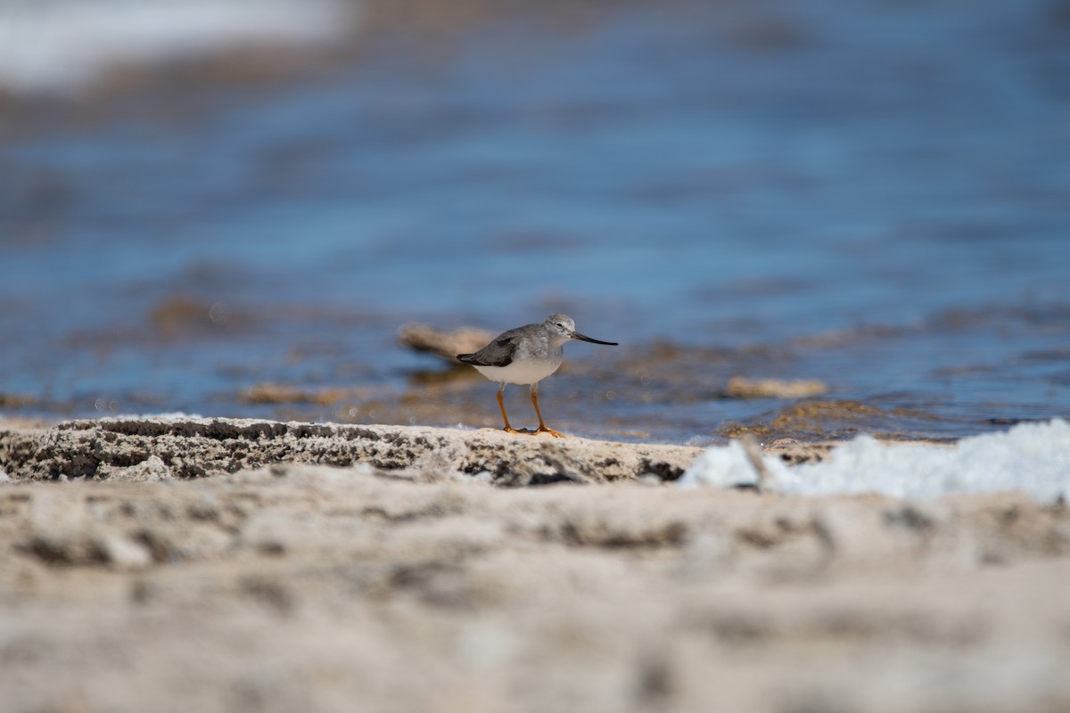 Terek Sandpiper - Mael Glon