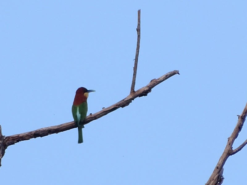 Chestnut-headed Bee-eater - ML613215559