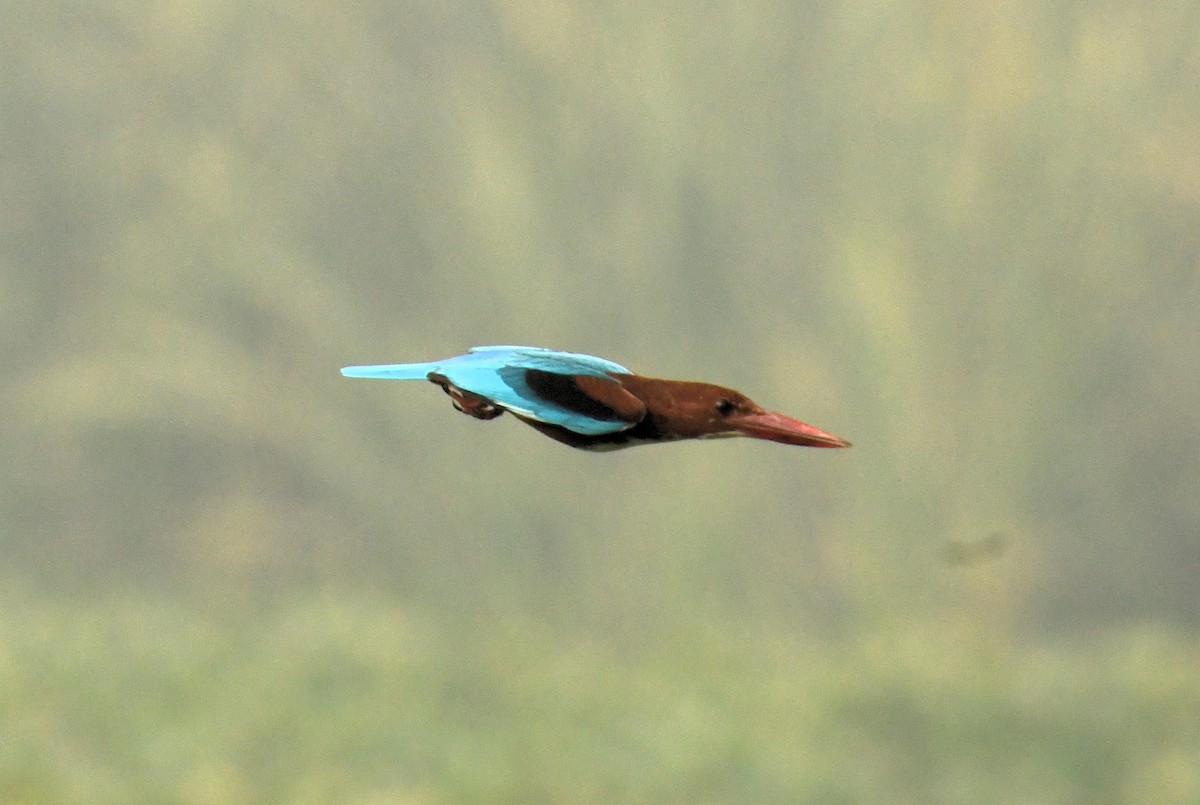 White-throated Kingfisher - ML613215574