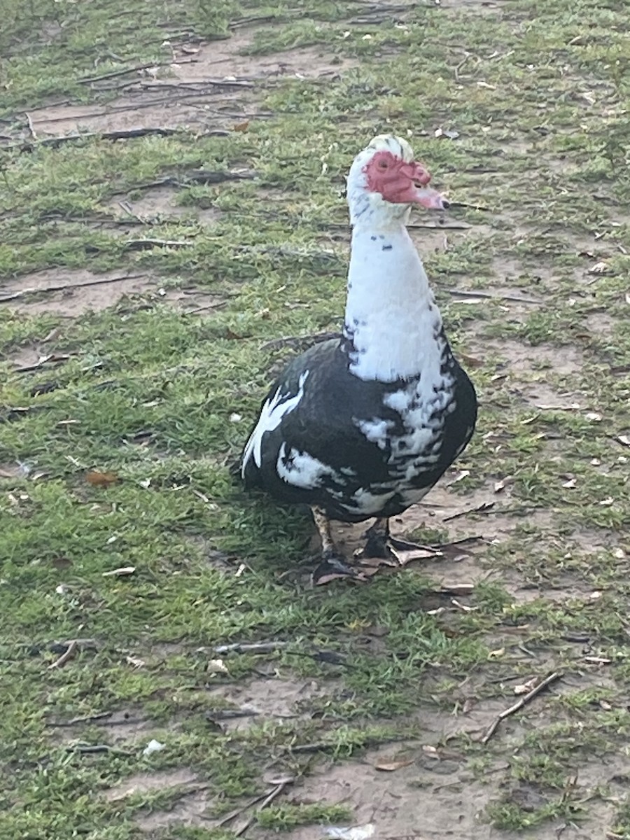 Muscovy Duck (Domestic type) - ML613215595