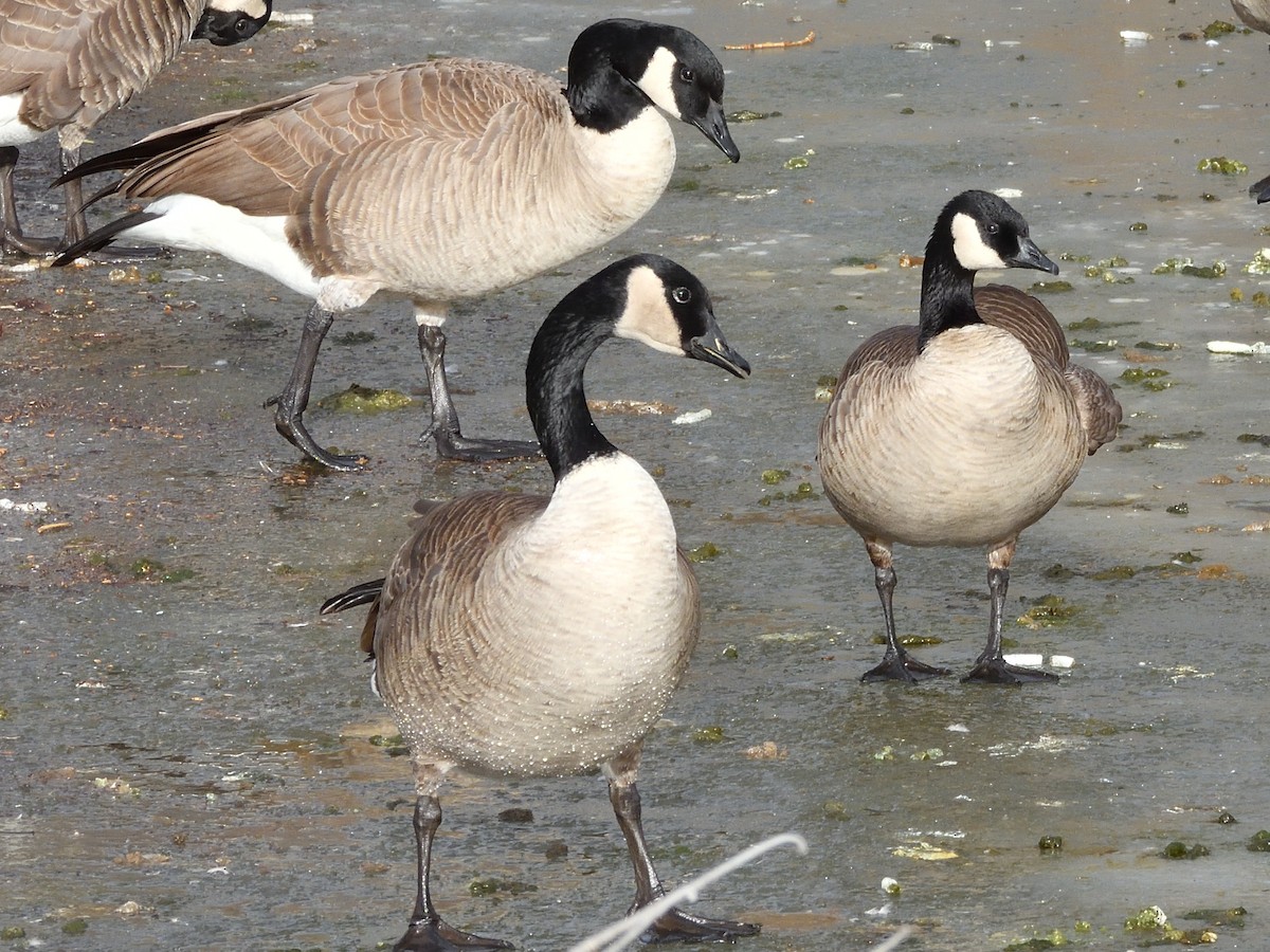 Cackling Goose - ML613215606