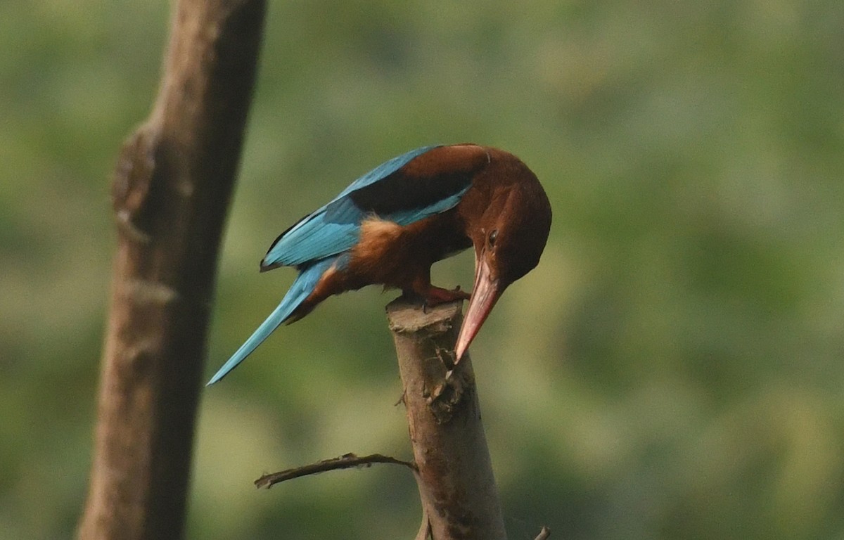 White-throated Kingfisher - ML613215614