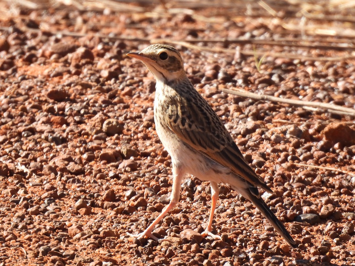 Bisbita Neozelandés (grupo australis) - ML613215630