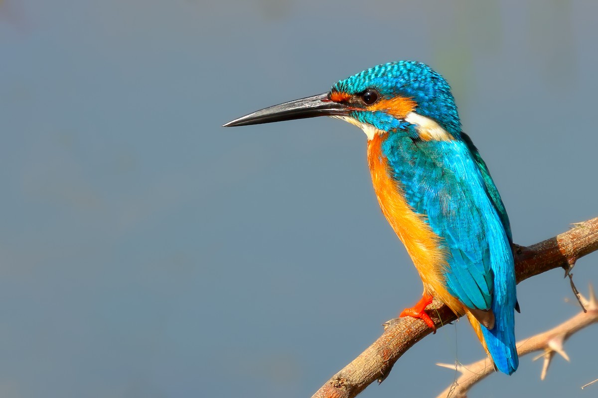 Common Kingfisher - ML613215638