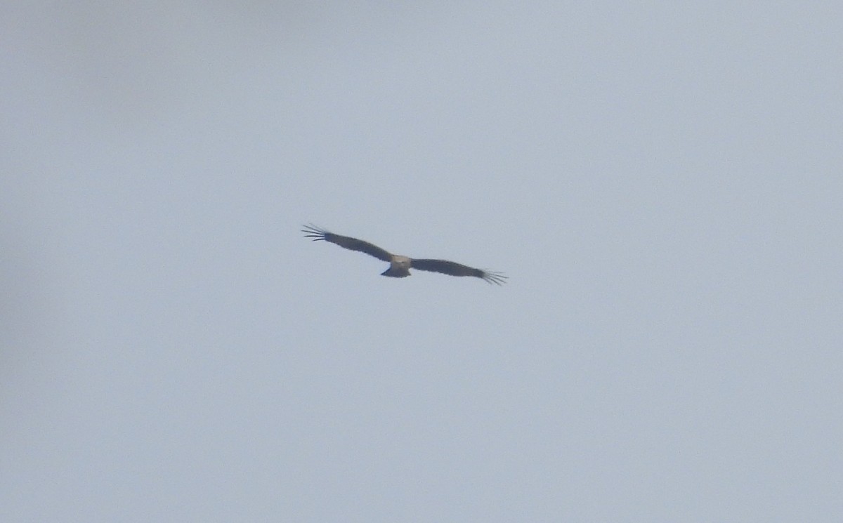 Brahminy Kite - ML613215655